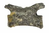 Permian Reptile Caudal Vertebra Fossil - Oklahoma #164822-1